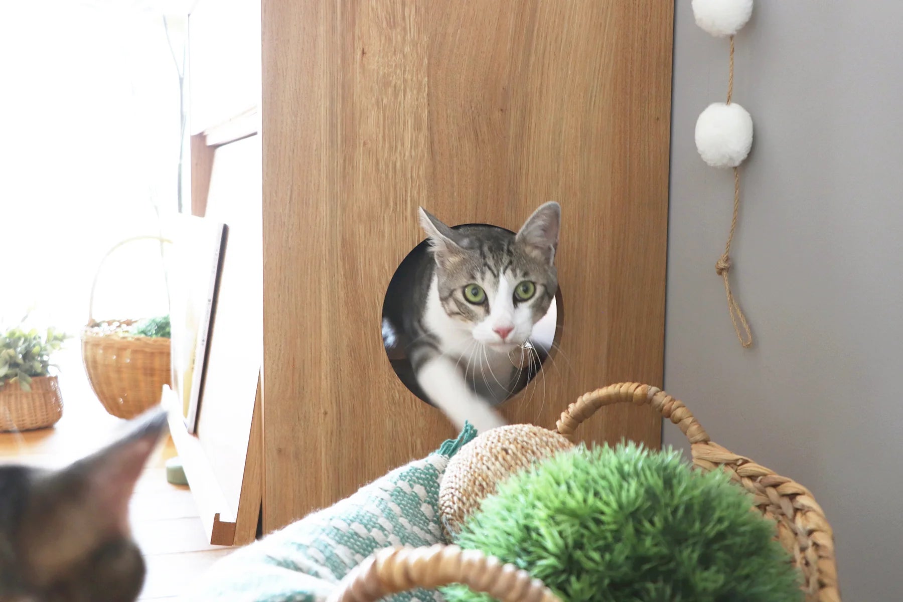 のぞきみチェスト