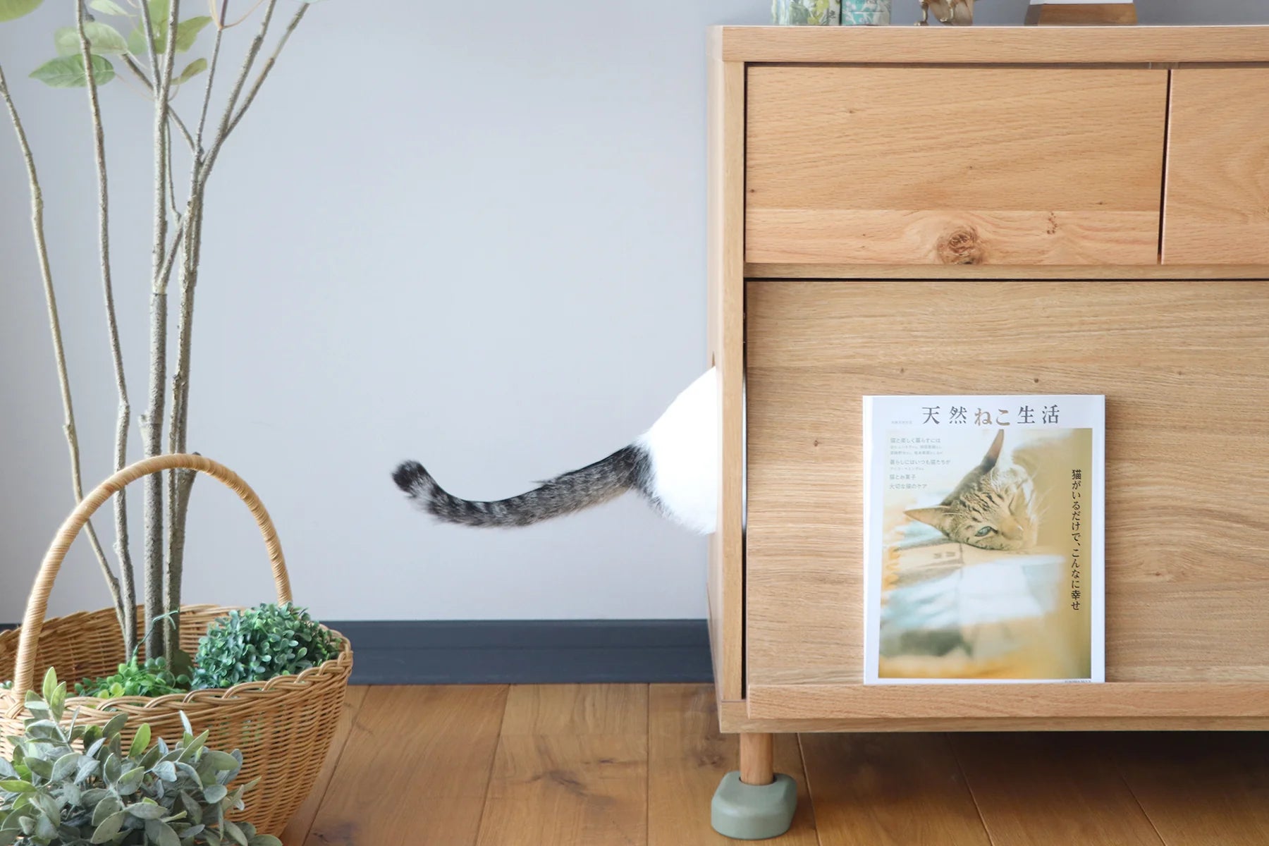 のぞきみチェスト